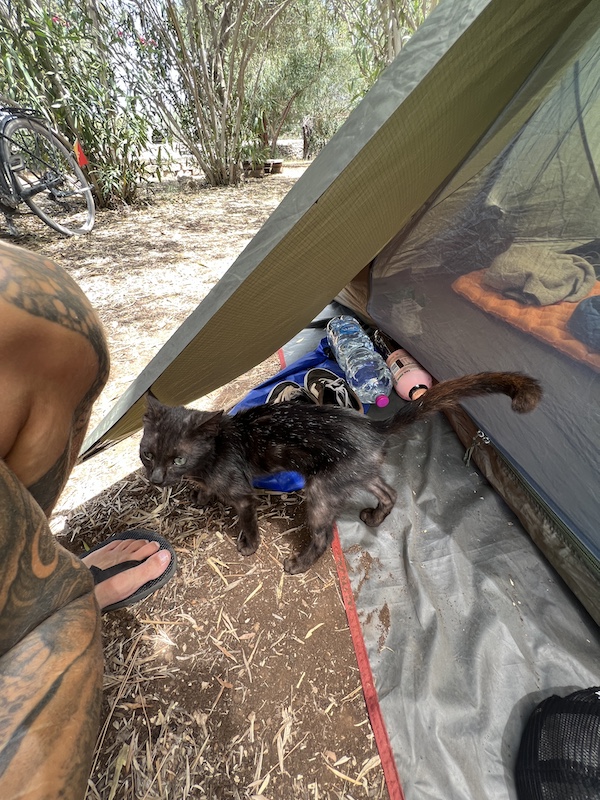 Katzenbesuch auf dem Campingplatz